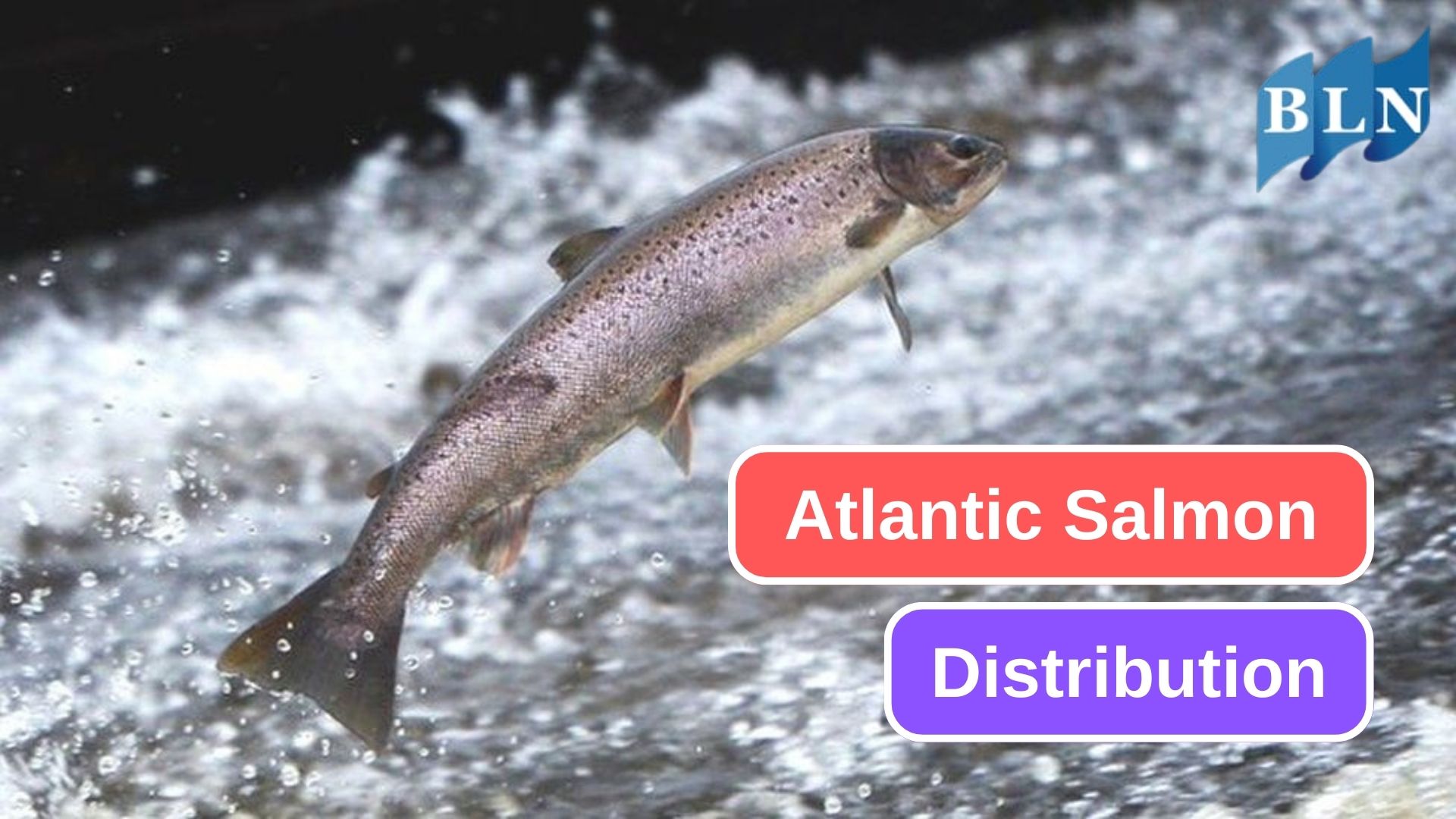 Exploring the Distribution of Atlantic Salmon